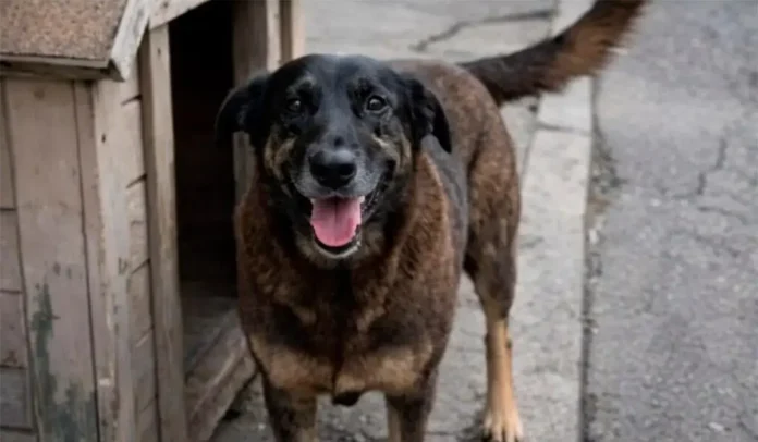 Cão de pelagem marrom e preta sorrindo, em frente a uma casinha de madeira.
