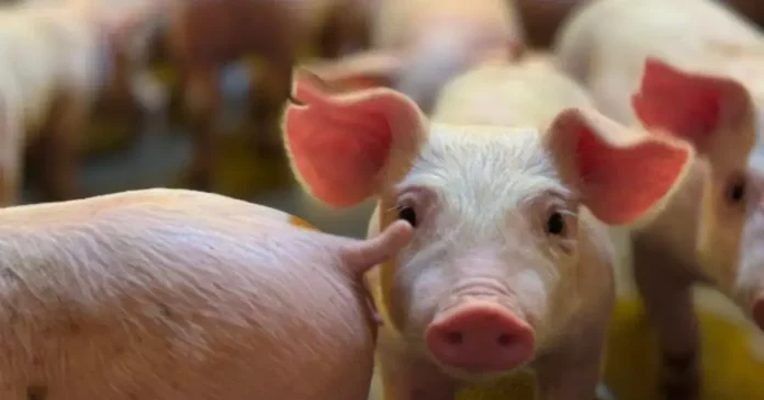 Leitões na granja, alguns se destacando com orelhas cor-de-rosa e focinhos visíveis.