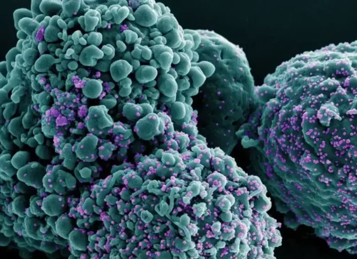 Estruturas celulares em detalhe, com colorações verde e roxa, representando células e interações virais.