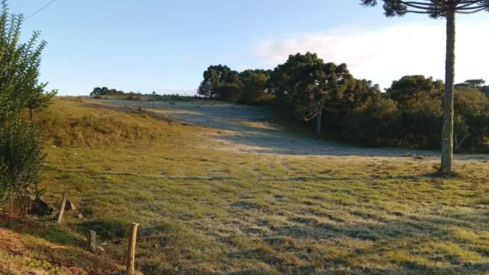 Campo com grama coberta de geada, árvores ao fundo e céu claro ao amanhecer.