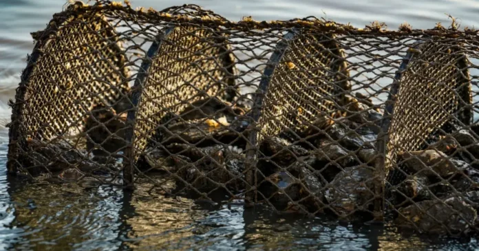 Dispositivo de cultivo com ostras visíveis, submerso em água, com rede de proteção aparente.