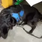 Foto: PCSC – Mulher indiciada por abandono de animal e corrupção de menores em Florianópolis