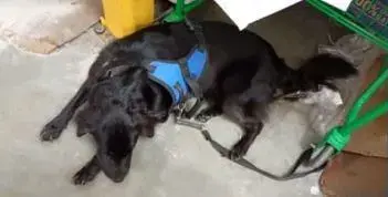 Cão de pelo preto deitado no chão, com um arnês azul e uma guia presa, descansando sob uma prateleira.