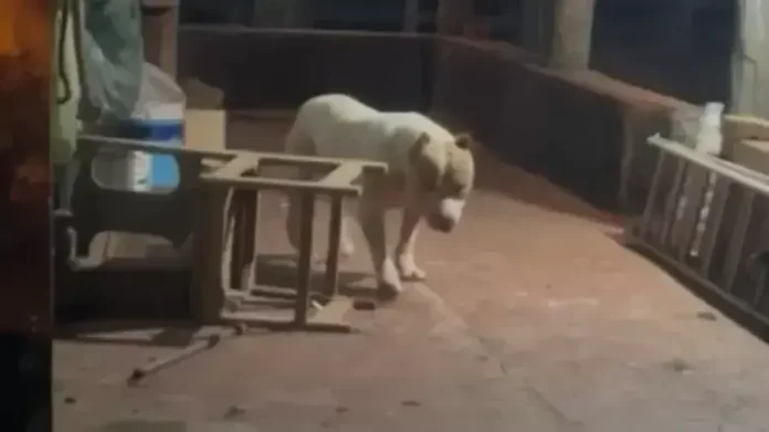 Cão da raça pitbull em um ambiente interno com móveis e objetos ao redor.