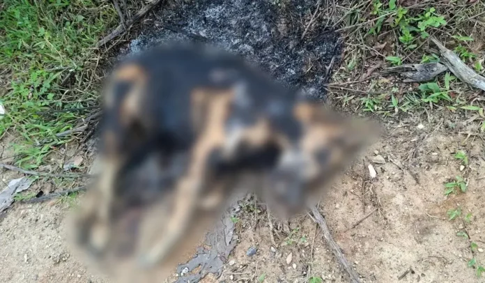 Cão encontrado carbonizado em um terreno baldio, com vegetação ao redor e marca de fogo no chão.