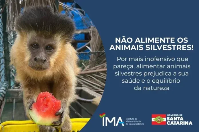 Mico comendo melancia em ambiente cercado, ao lado de aviso sobre não alimentar animais silvestres.