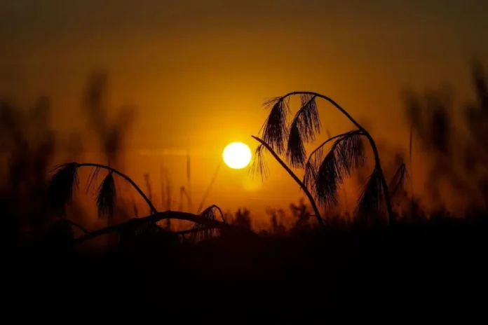 Silhuetas de plantas em campo com pôr do sol alaranjado ao fundo.