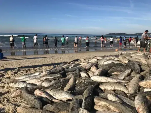Grupo de pessoas em fila na água, com peixes mortos acumulados na areia da praia.