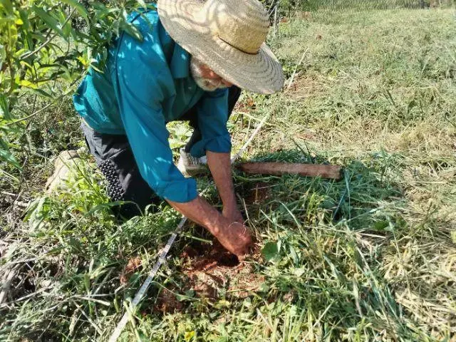 Pessoa trabalhando na plantação, com chapéu de palha, mexendo na terra entre a vegetação.