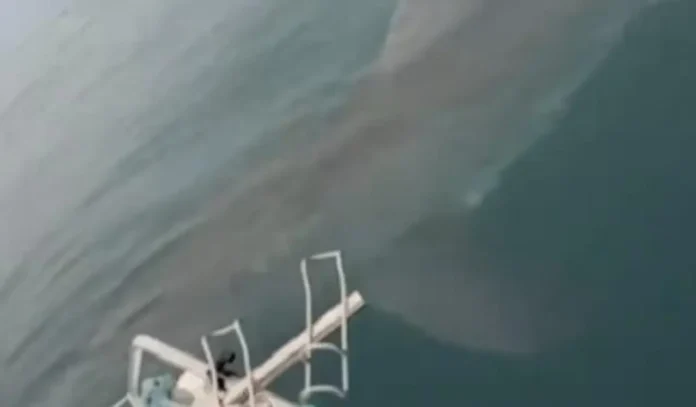 Um tubarão-branco nadando próximo a uma embarcação na água.