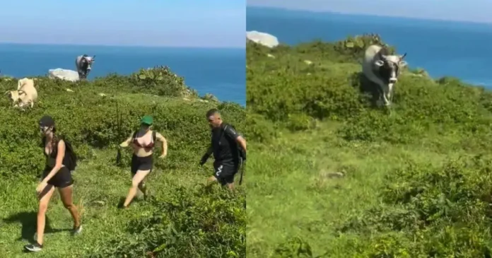 Grupo de pessoas caminhando em uma trilha com vegetação e um touro se aproximando ao fundo, vista do mar.