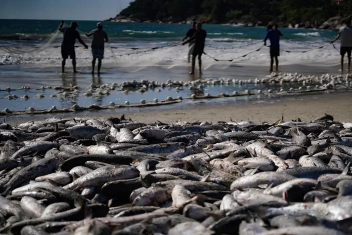 Pescadores puxam redes na praia com muitos peixes mortos na areia e no mar.
